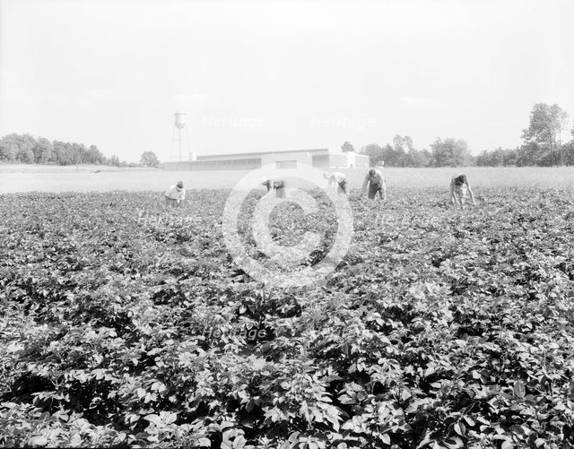 Men working in the potato field, Hightstown, New Jersey, 1936. Creator: Dorothea Lange.