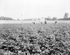 Men working in the potato field, Hightstown, New Jersey, 1936. Creator: Dorothea Lange