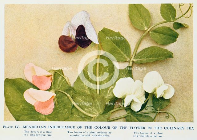 Mendelian inheritance of colour of flower in the culinary pea, 1912. Creator: Unknown.