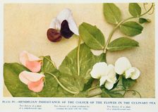 Mendelian inheritance of colour of flower in the culinary pea, 1912. Creator: Unknown