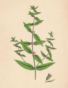 Mentha gracilis, var. genuina. Slender Mint 19th Century