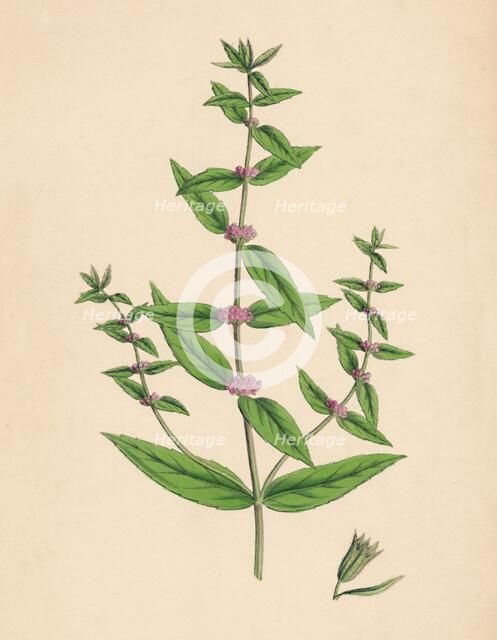 'Mentha gracilis, var. genuina. Slender Mint', 19th Century. Artist: Unknown.