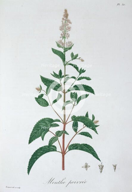 Mentha Piperita (Peppermint), 1821. Artist: LFJ Hoquart