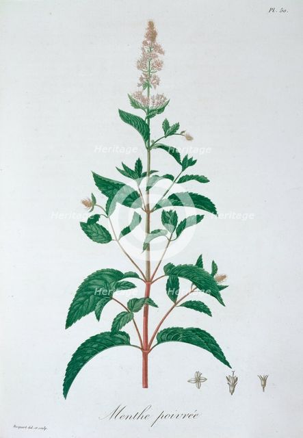 Mentha Piperita (Peppermint), 1821. Creator: LFJ Hoquart.
