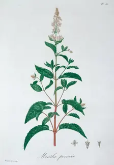 Mentha Piperita (Peppermint), 1821. Creator: LFJ Hoquart