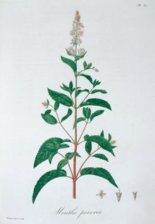 Mentha Piperita (Peppermint), 1821. Creator: LFJ Hoquart