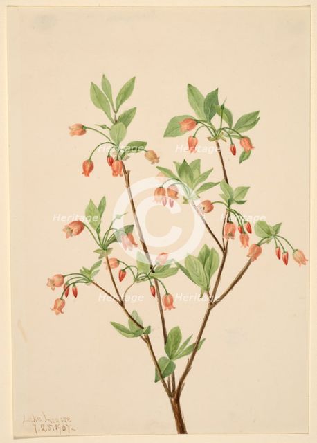 Menziesea (Menziesea glabella), 1907. Creator: Mary Vaux Walcott.