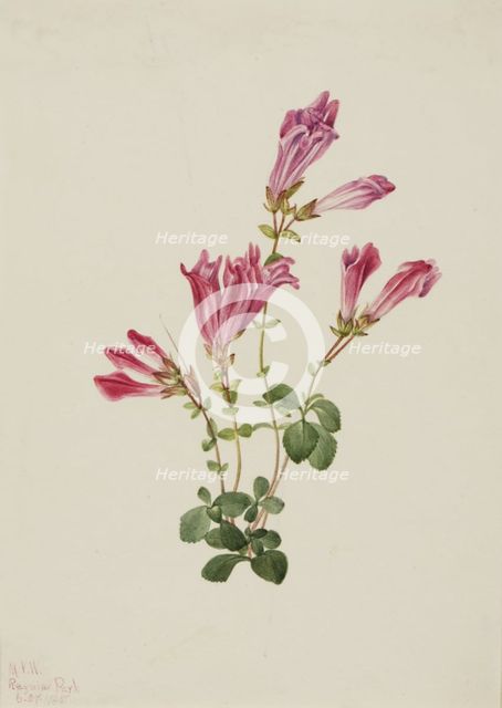 Menzies Pentstemon (Pentstemon menziesii), 1925. Creator: Mary Vaux Walcott.