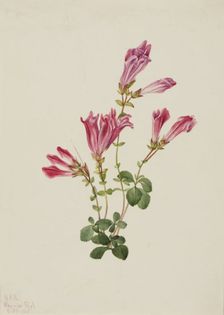Menzies Pentstemon (Pentstemon menziesii), 1925. Creator: Mary Vaux Walcott