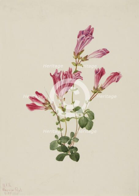 Menzies Pentstemon (Pentstemon menziesii), 1925. Creator: Mary Vaux Walcott.