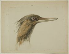 Merganser, February 29, 1890. Creator: John Ruskin