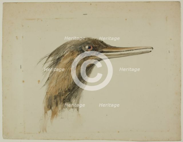 Merganser, February 29, 1890. Creator: John Ruskin.