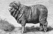 Merino ram, lately exhibited at Dresden, 1865. Creator: Pearson