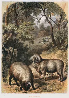 Merino sheep, c1860. Creator: Unknown