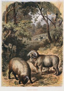 Merino sheep, c1860. Creator: Unknown