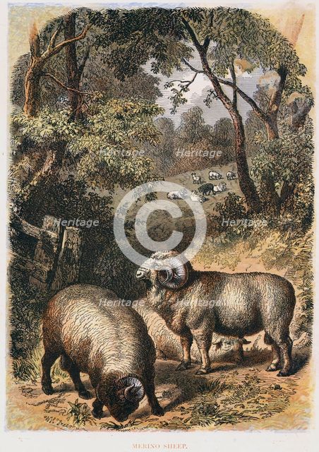Merino sheep, c1860. Creator: Unknown.