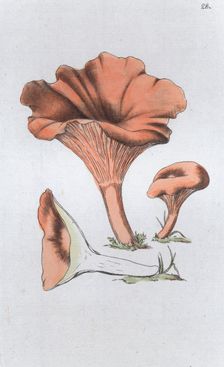 Merulius cantharellus, 1804-1811. Creator: Johan Wilhelm Palmstruch