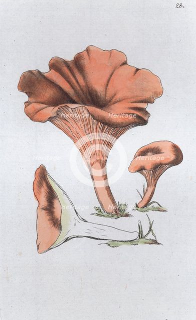 Merulius cantharellus, 1804-1811. Creator: Johan Wilhelm Palmstruch.