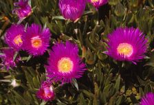 Mesembryanthemum, 20th century. Artist: CM Dixon