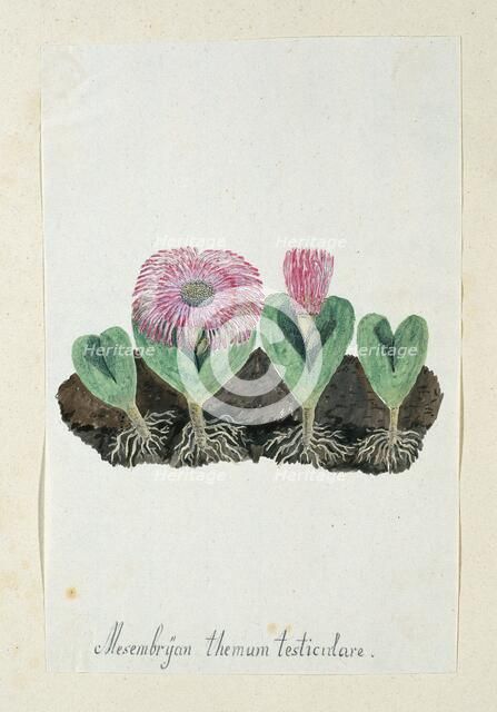 Mesembryanthemum Testiculare, 1777-1786. Creator: Robert Jacob Gordon.