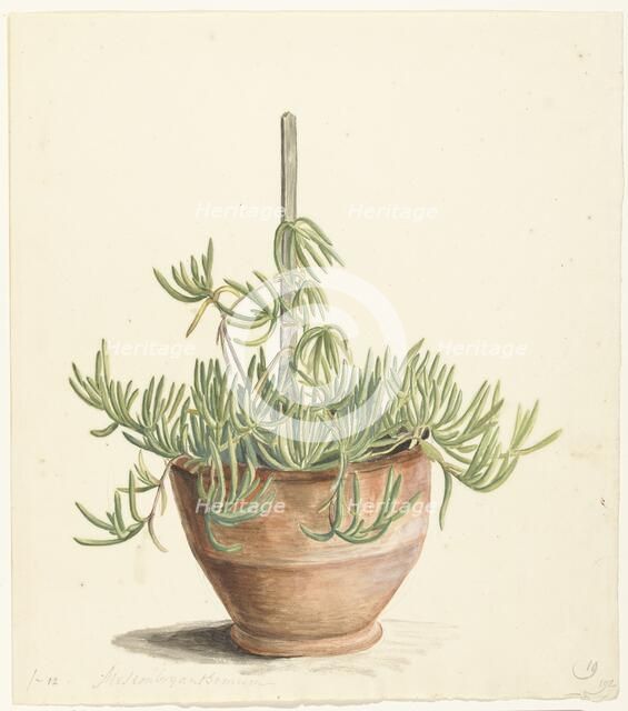 Mesembryanthemum from the Aizoaceae family, 1668-1729. Creator: Vincent Laurentz van der Vinne I.