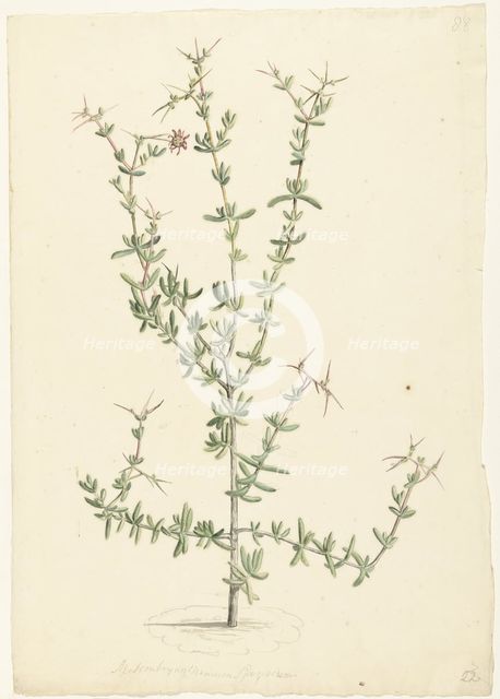 Mesembryanthemum spinosum, 1668-1729. Creator: Vincent Laurentz van der Vinne I.