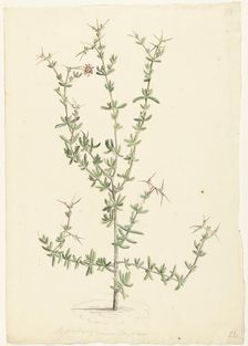 Mesembryanthemum spinosum, 1668-1729. Creator: Vincent Laurentz van der Vinne I
