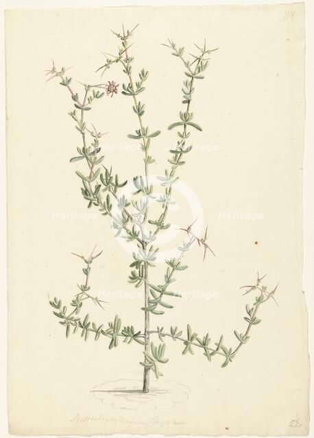 Mesembryanthemum spinosum, 1668-1729. Creator: Vincent Laurentz van der Vinne I.