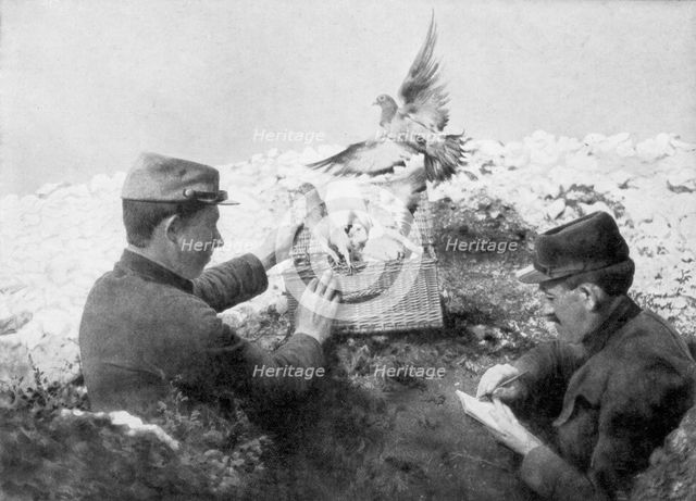Messenger pigeons being released at the front line, World War I, 1915. Artist: Unknown
