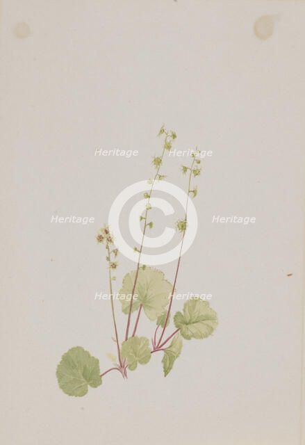 Mitella nuda, ca. 1900-1920. Creator: Mary Vaux Walcott.