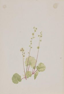 Mitella nuda, ca. 1900-1920. Creator: Mary Vaux Walcott