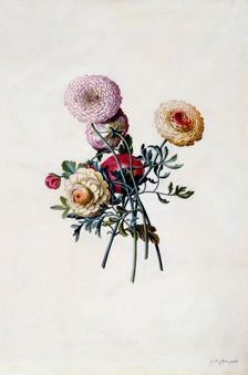 Mixed Ranunculas, c. 1743 (hand coloured engraving). Creator: "Georg Dionysius Ehret (1710 - 70); Ehret, Georg Dionysius (1710-1770)"