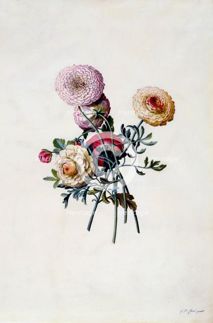 Mixed Ranunculas, c. 1743 (hand coloured engraving). Creator: "Georg Dionysius Ehret (1710 - 70); Ehret, Georg Dionysius (1710-1770)".