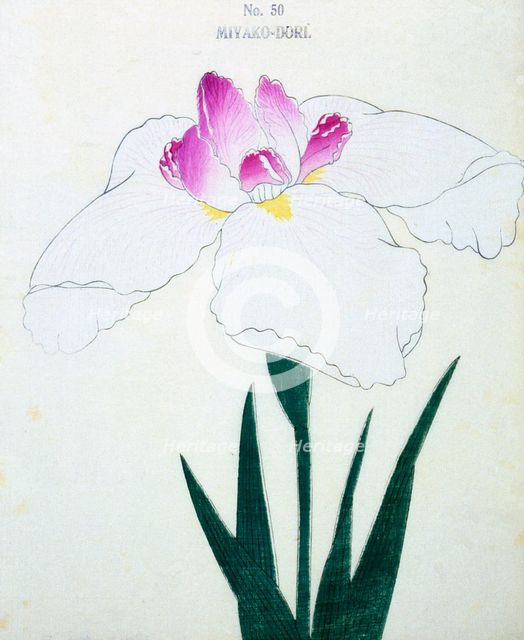 Miyako-Dore, No 50.