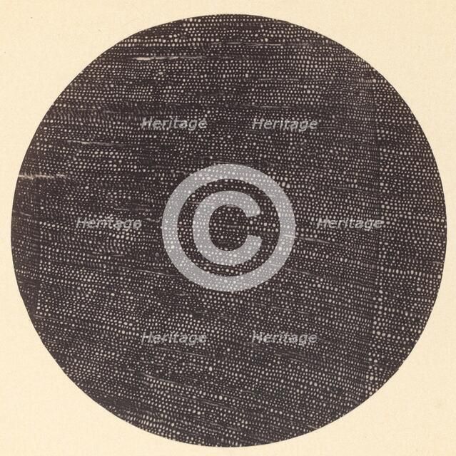 Microphotograph of Traverse Section of Wood (Salisburia), 1870s. Creator: Arthur Durham.