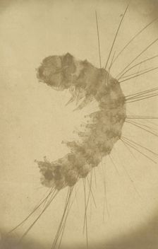 [Microscopic view of an insect], ca. 1853. Creator: Alois Auer