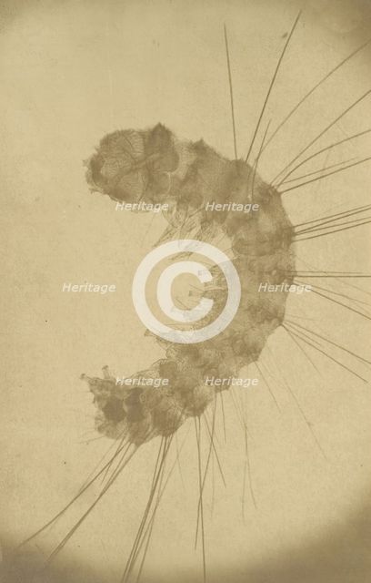 [Microscopic view of an insect], ca. 1853. Creator: Alois Auer.
