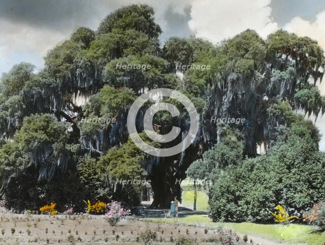 "Middleton Place," John Julius Pringle Smith house, 4300 Ashley River Road, Charleston..., 1928. Creator: Frances Benjamin Johnston.