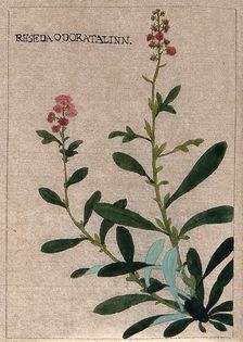 Mignonette plant (Reseda odorata): flowering stem. Creator: Unknown