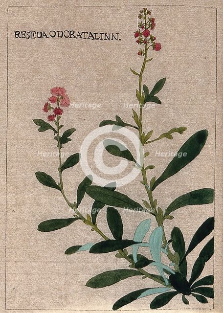 Mignonette plant (Reseda odorata): flowering stem. Creator: Unknown.