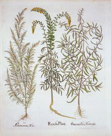 Mignonette, Southernwood, and Tarragon, from Hortus Eystettensis by Basil Besler (1561-1629), pub