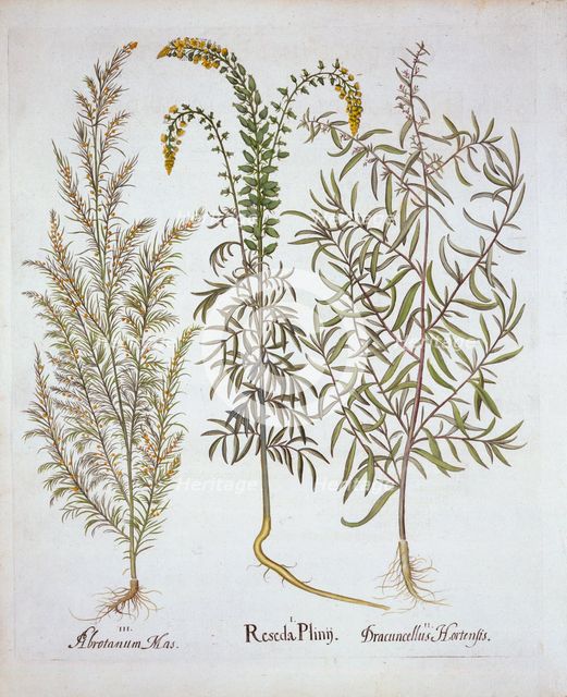 Mignonette, Southernwood, and Tarragon, from 'Hortus Eystettensis', by Basil Besler (1561-1629), pub