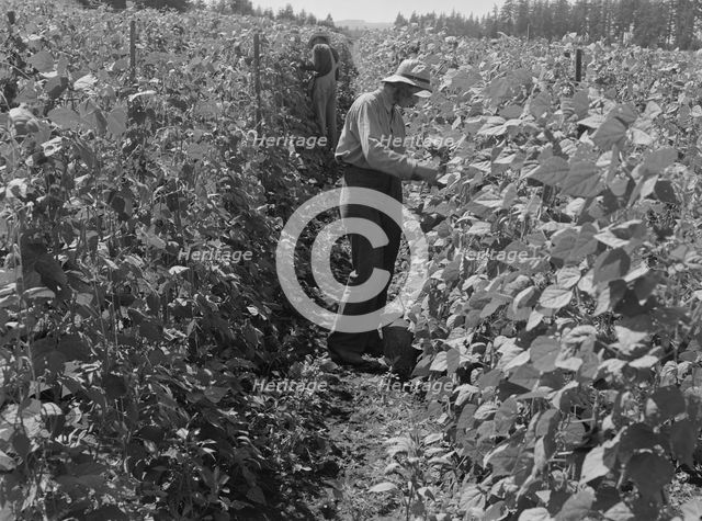Migratory bean pickers, came from Dakota, near West Stayton, Marion County, Oregon, 1939. Creator: Dorothea Lange.