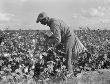 Migratory field worker picking cotton in San Joaquin Valley, CA, 1938. Creator: Dorothea Lange