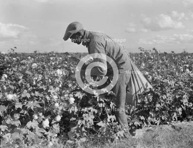 Migratory field worker picking cotton in San Joaquin Valley, CA, 1938. Creator: Dorothea Lange.