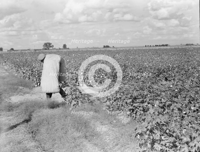 Migratory field worker picking cotton in San Joaquin Valley, CA, 1938. Creator: Dorothea Lange.
