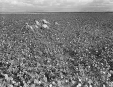 Migratory field worker picking cotton in San Joaquin Valley, CA, 1938. Creator: Dorothea Lange