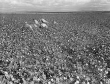 Migratory field worker picking cotton in San Joaquin Valley, CA, 1938. Creator: Dorothea Lange