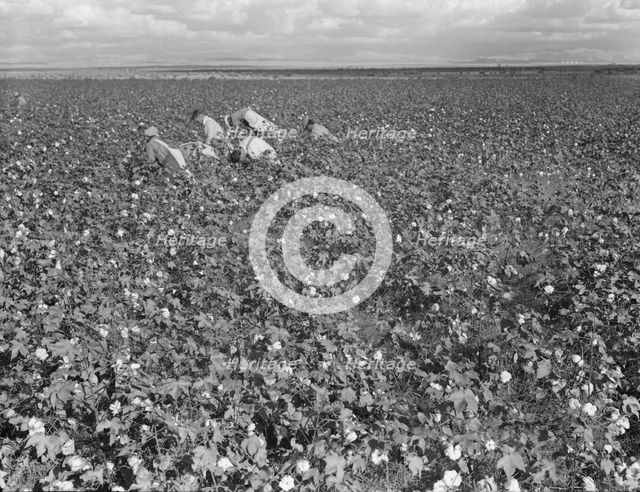 Migratory field worker picking cotton in San Joaquin Valley, CA, 1938. Creator: Dorothea Lange.