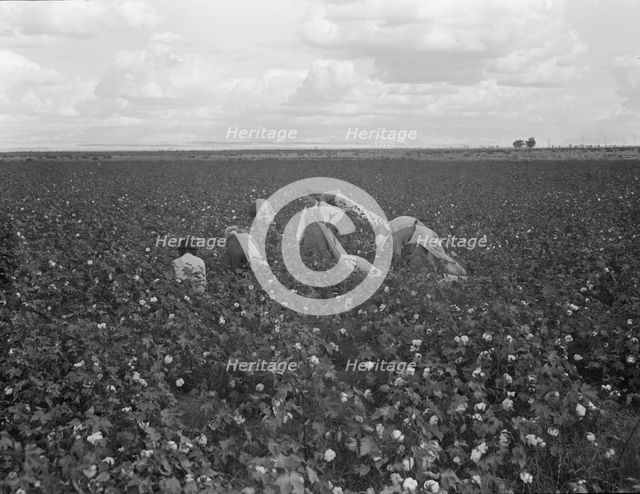Migratory field worker picking cotton in San Joaquin Valley, CA, 1938. Creator: Dorothea Lange.